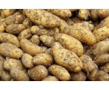 Bio ziemniaki młode
